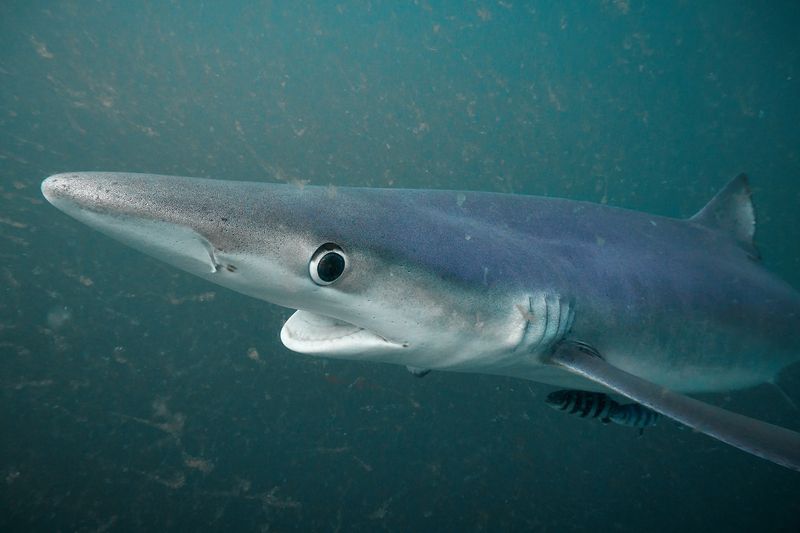 Blue shark / Синяя акула фото превью