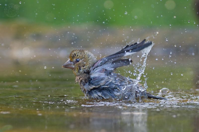 Дубонос - Lens and Feathers фото превью