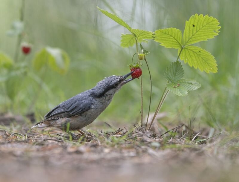 птицы,природа, лето Витаминка фото превью