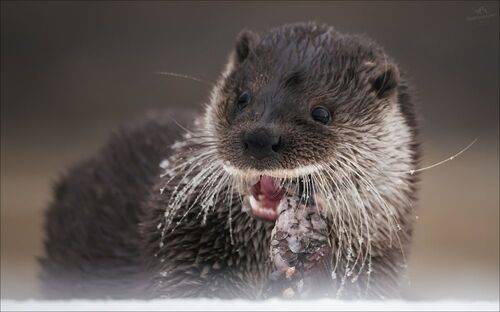 Рыбный день