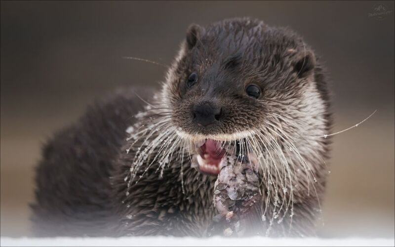 красный бор, фототур в красный бор, беларусь, выдра, otter Рыбный день фото превью