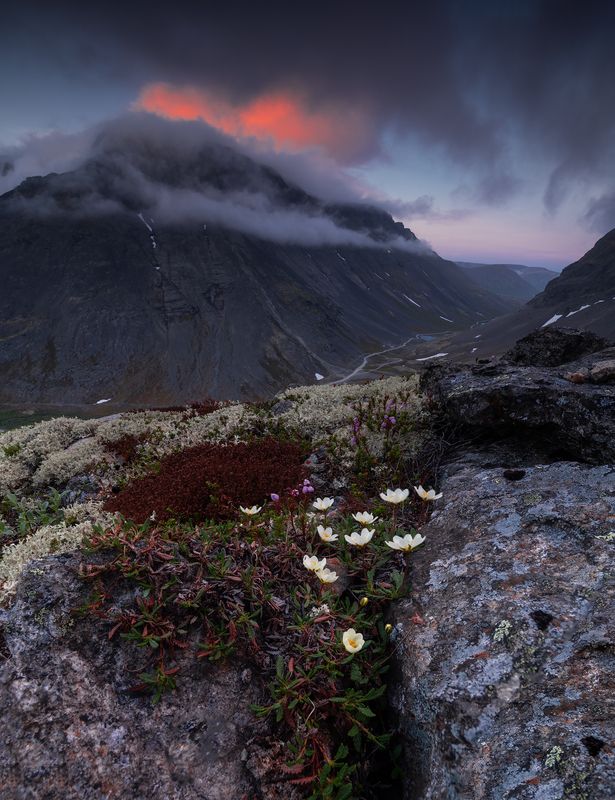 пейзаж,кольский,север,хибины,ночь,цветы,лето  фото превью