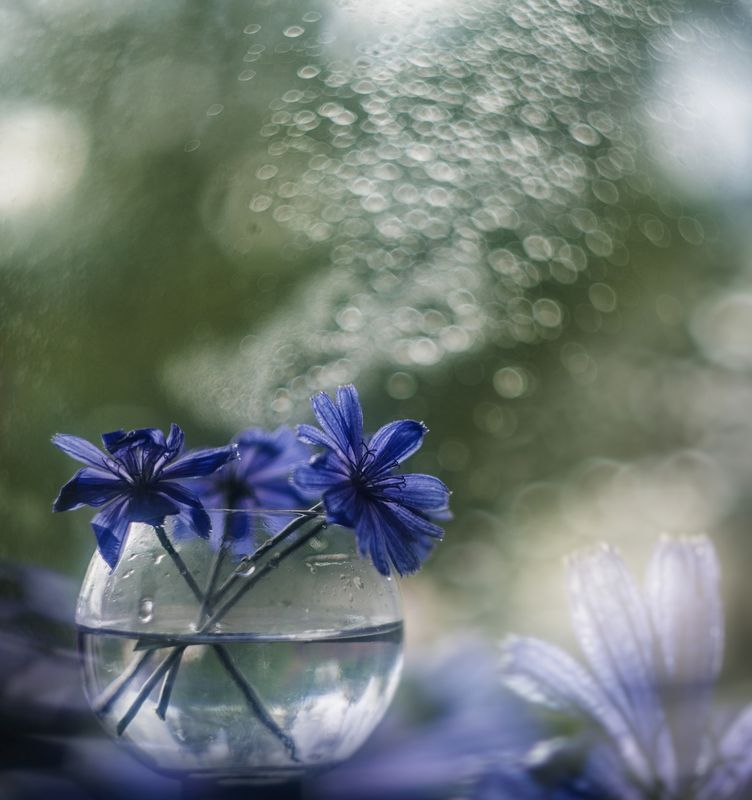 Цикорий фото превью