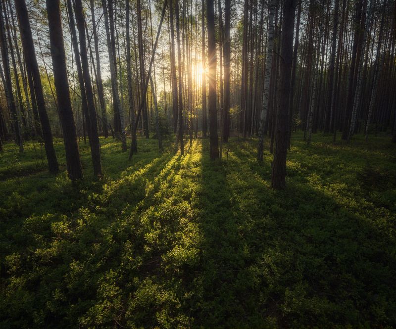 Там леший бродит фото превью