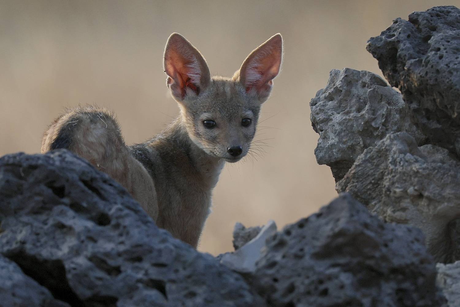 , Голубков Леонид