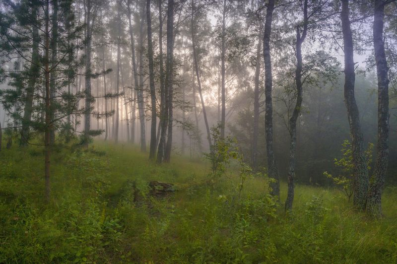 лес, туман , лето , рассвет  фото превью