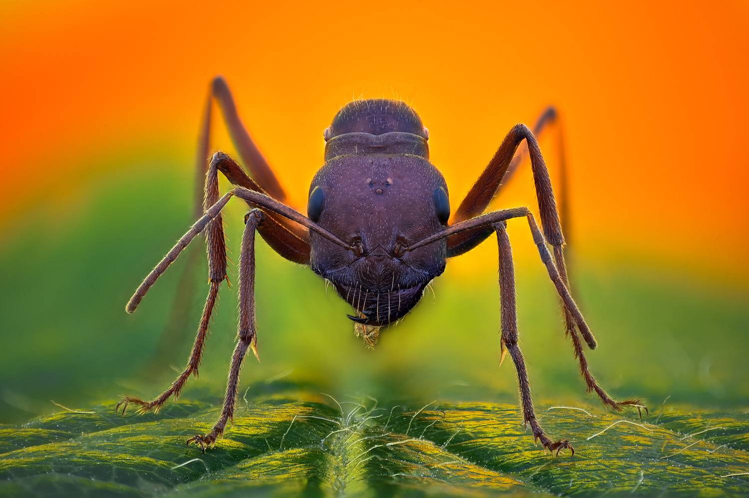 ceclii, macro, Ganev Tsvetan