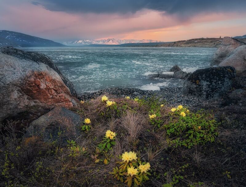 Озеро_Момонтай пейзажи_Колымы Магаданская_область июньский_лёд закат вечер белые_ночи И лёд, и пламя, и цветы фото превью