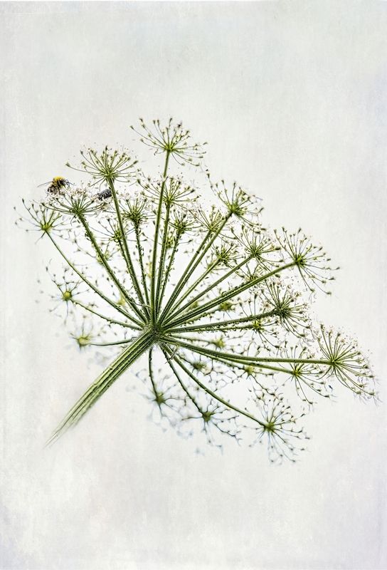 Зонтик дикой моркови фото превью