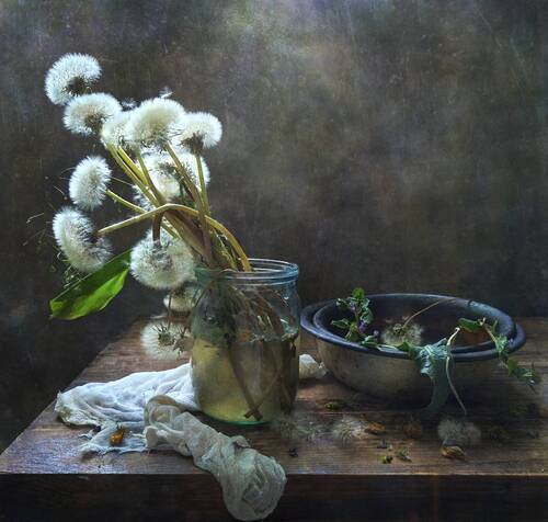 Одуванчики