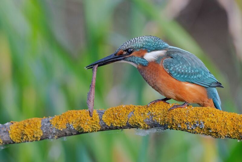 зимородок, птицы, весна, лето, фотоохота Закручу самокрутку фото превью