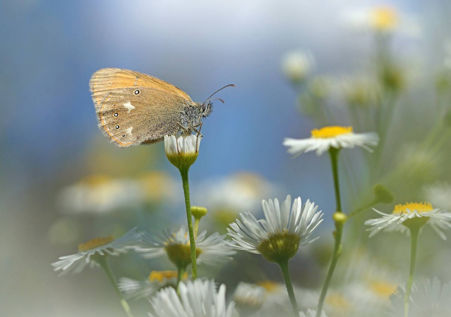 , Чепленко Алексей