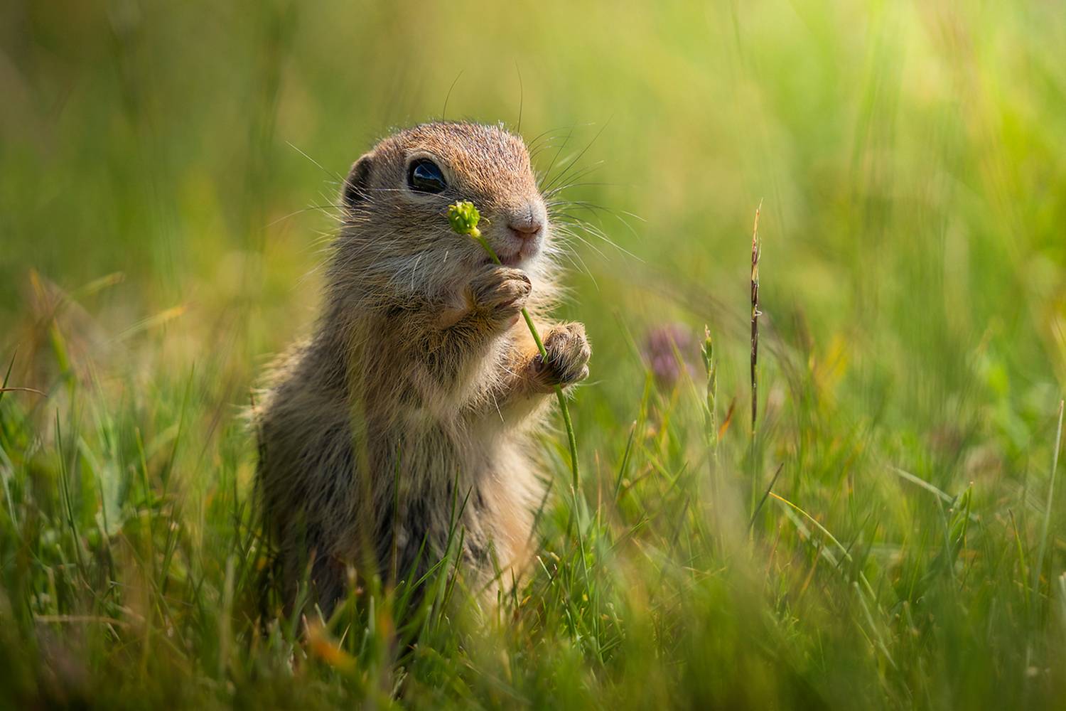 wildlife, nature, close-up, wild, animal, scenery, summer, Александър Александров