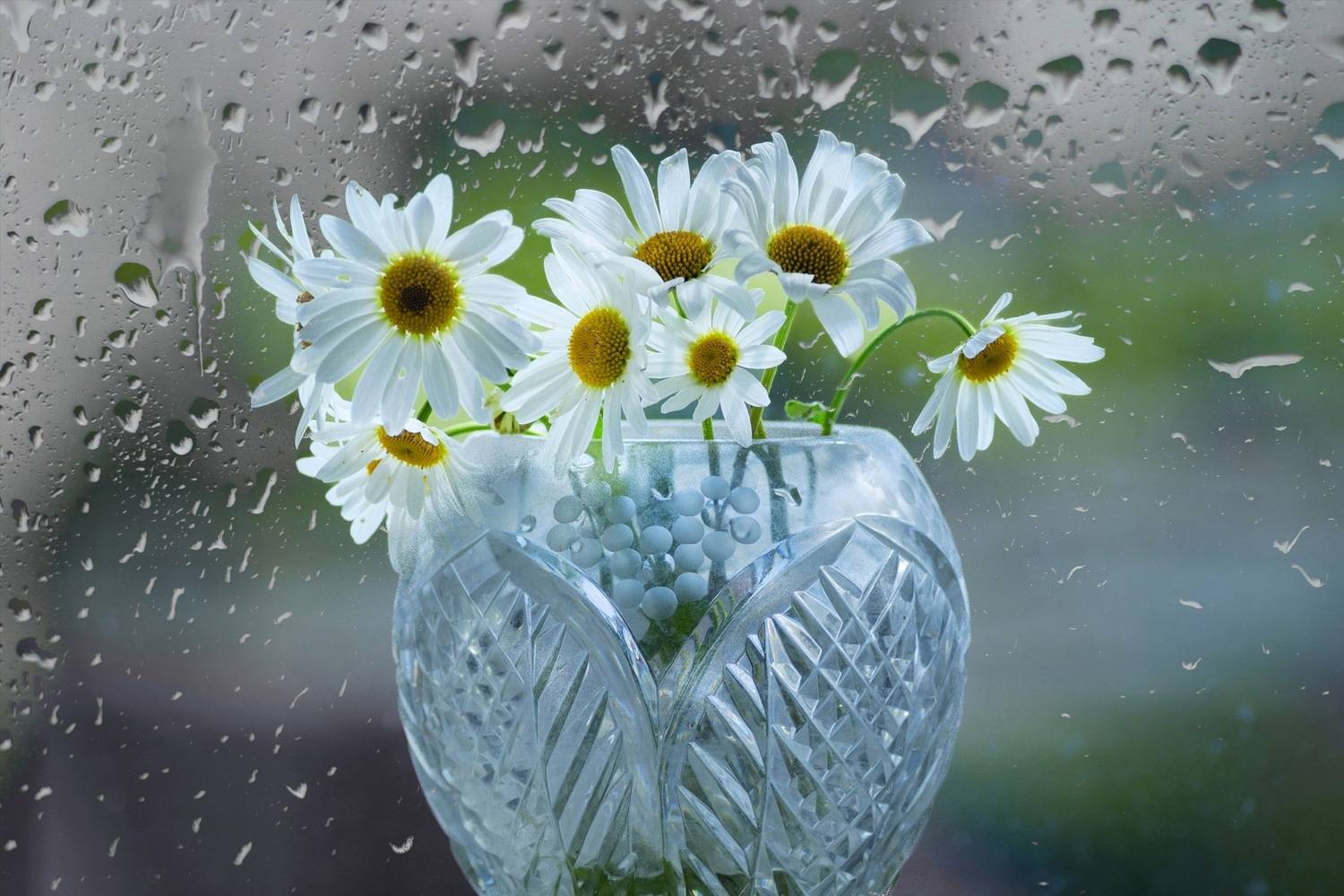 ромашки, Александр Канцур