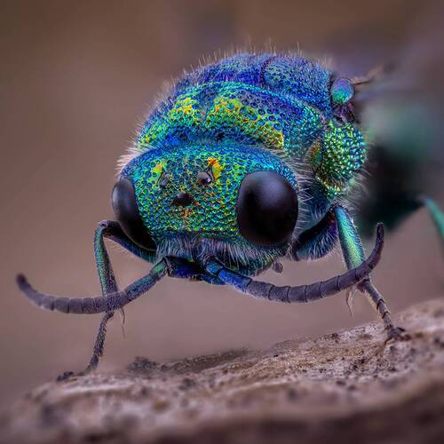 Крупный парнопес