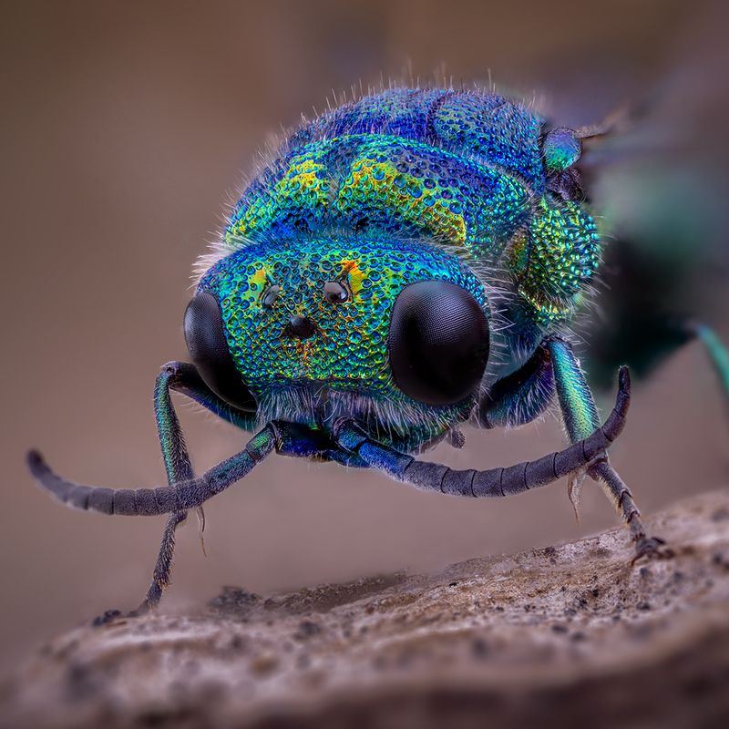 hymenoptera, parnopes grandior Крупный парнопес фото превью