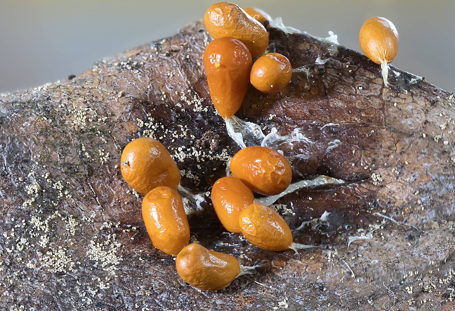 миксомицет, леокарпус, лесной биоценоз, слизевики, Широких Александр