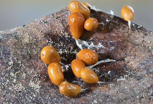 Миксомицет Леокарпус ломкий - Leocarpus fragilis