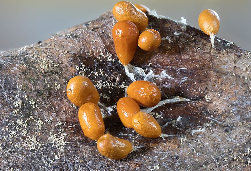 миксомицет, леокарпус, лесной биоценоз, слизевики Миксомицет Леокарпус ломкий - Leocarpus fragilis фото превью