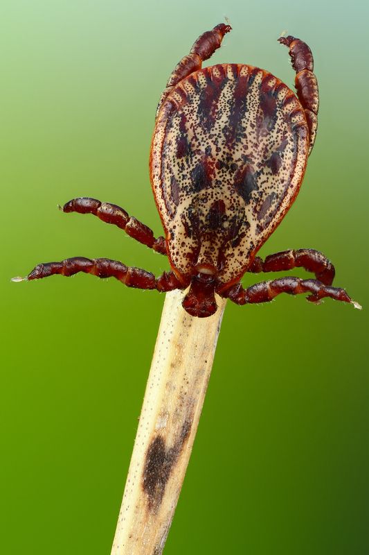 макро,природа,животное,растение,цвет,фото,зеленый,клещ,ветка Клещ фото превью