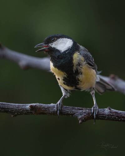 Большая синица