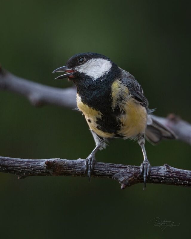 наблюдения за птицами, синица, синичка, большая синица, птицы, портреты птиц, эмоции, лето, лето2025 Большая синица фото превью
