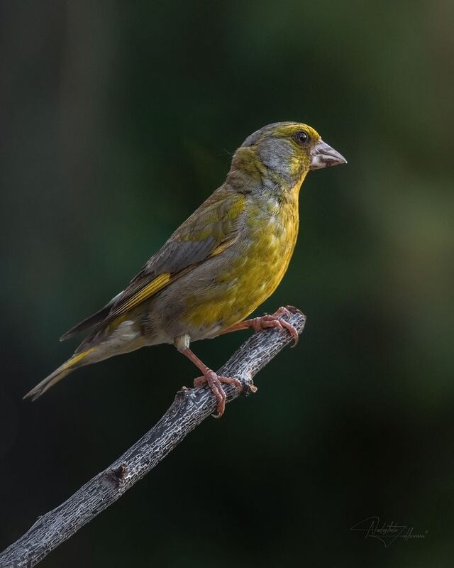 наблюдения за птицами, самец зеленушки, зеленушки, зеленушка, птицы, портреты птиц, эмоции, лето, лето2025 Зеленушка фото превью