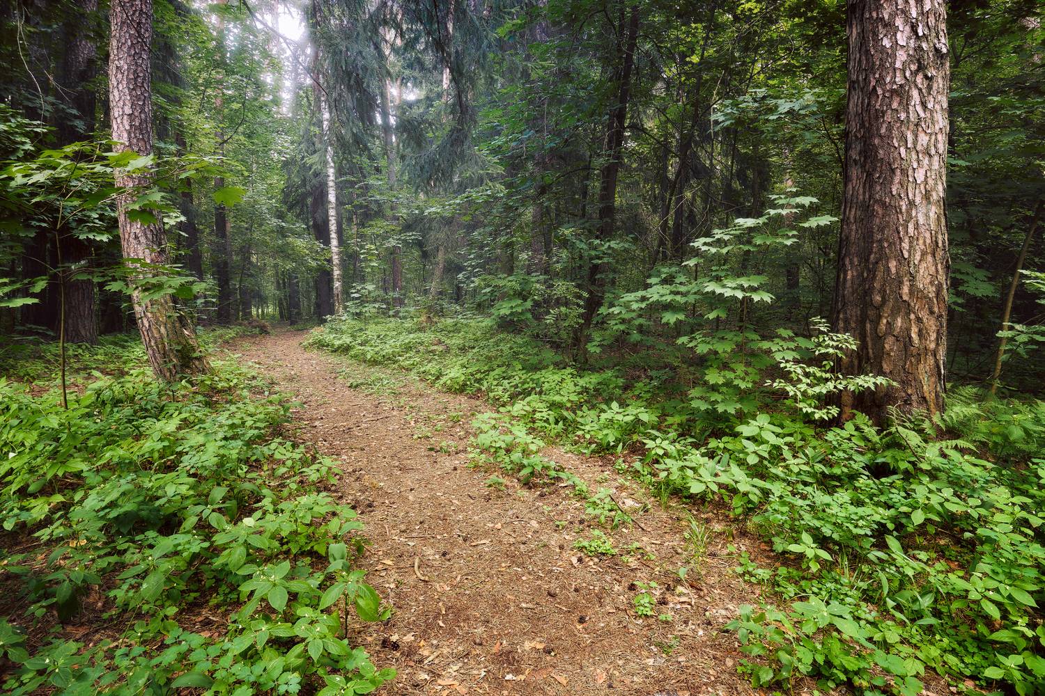 лес, деревья, листва, свет, дорога, Валерий Вождаев