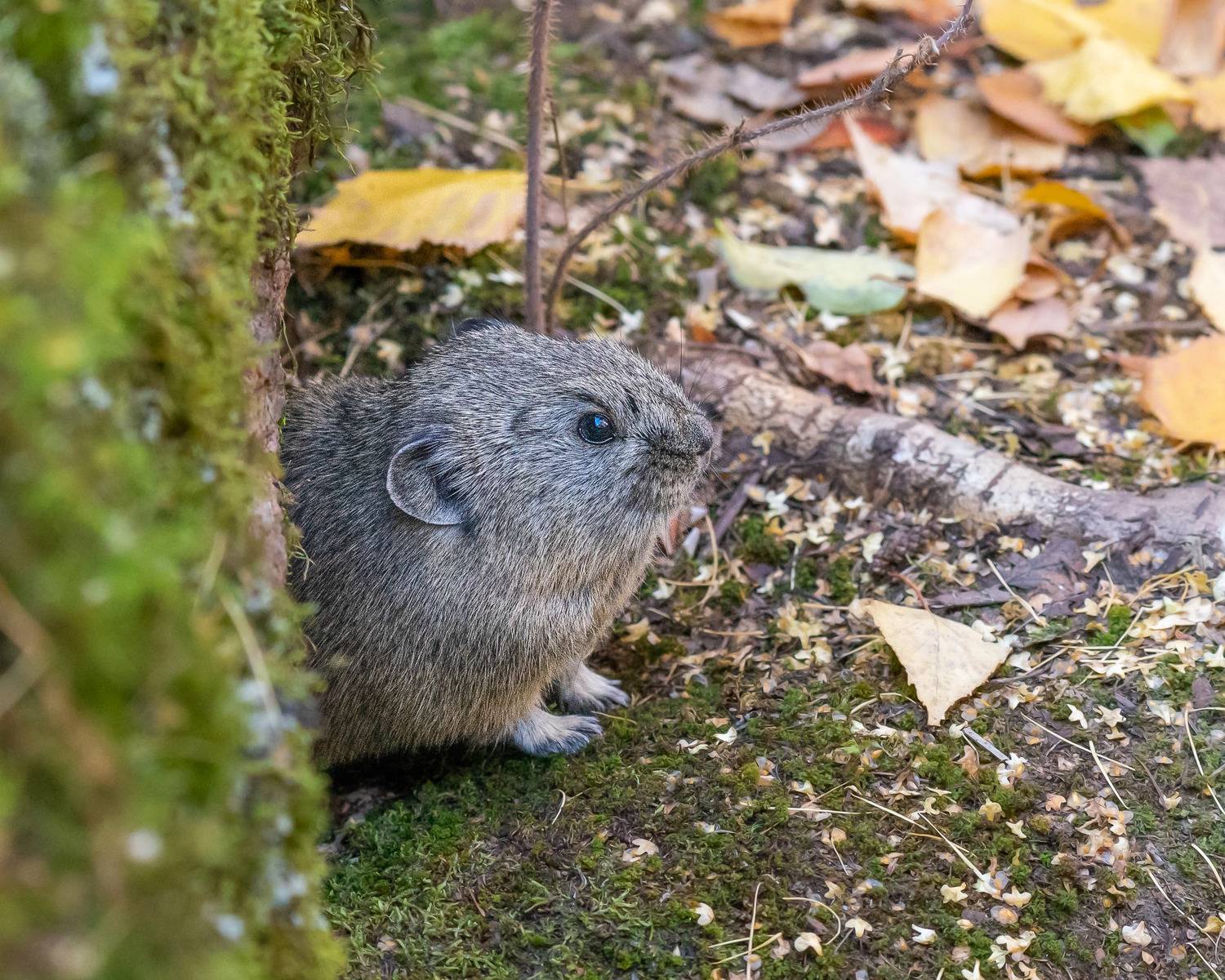 пищуха, пикачу, животные, сибирь, Екатерина Дубровская