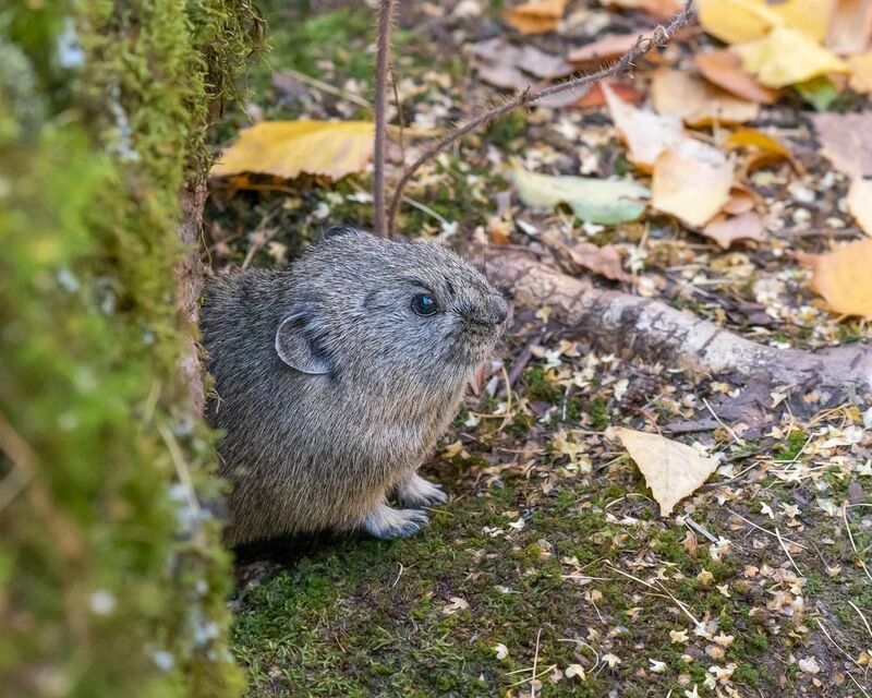 пищуха, пикачу, животные, сибирь Сибирский Пикачу) фото превью