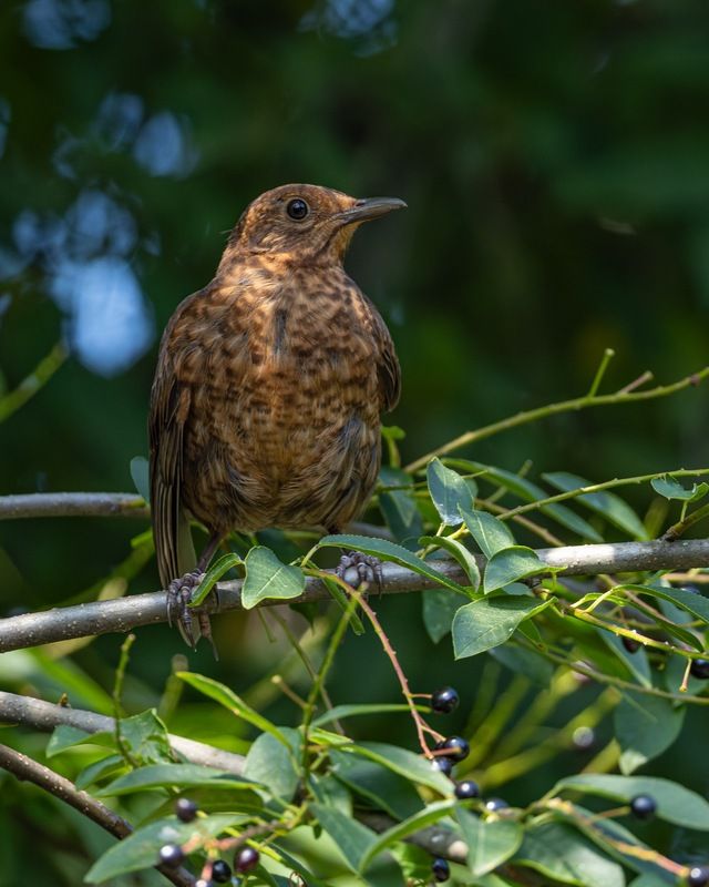 дрозд, черный дрозд, птицы Черный дрозд фото превью