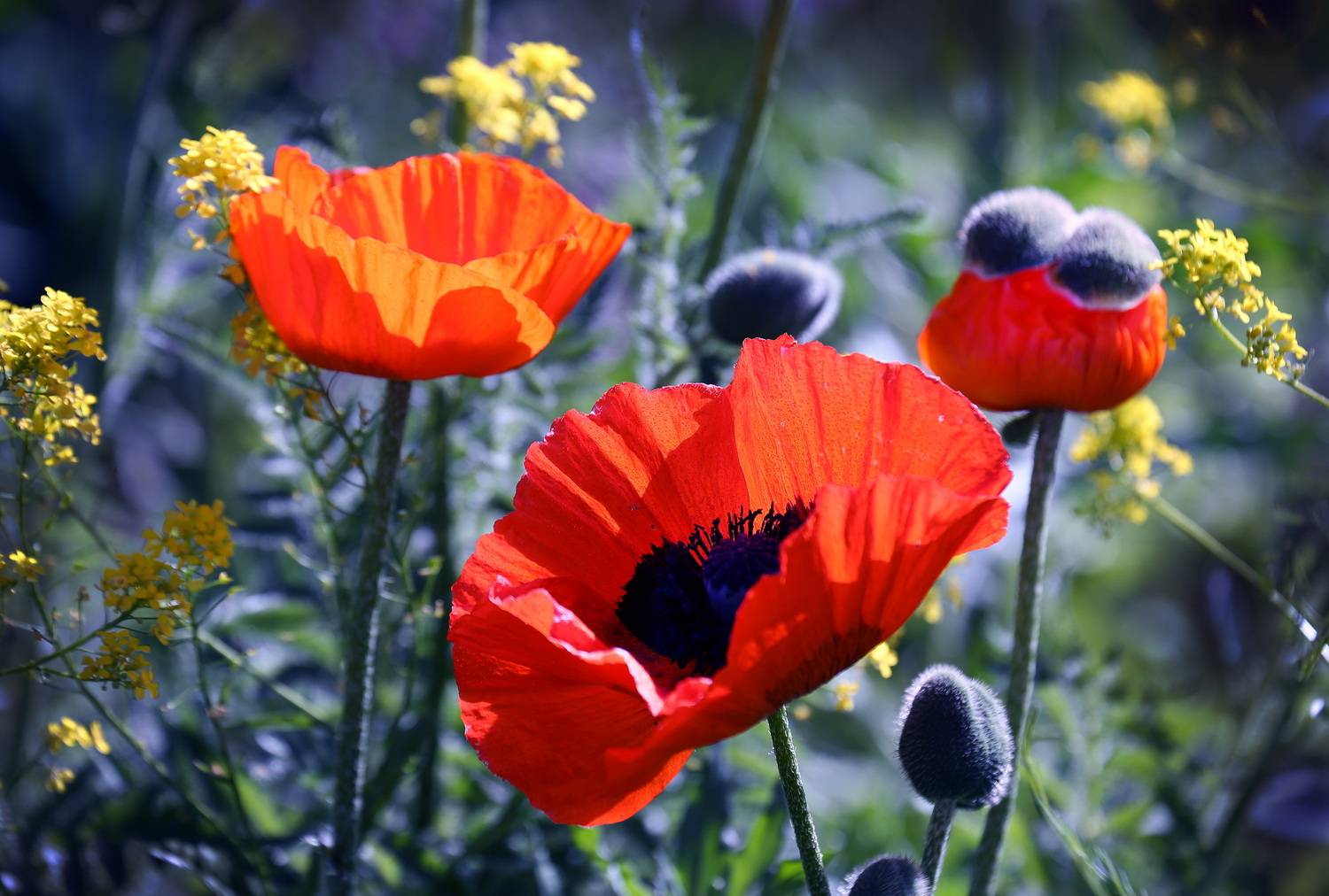 , Бибичков Михаил