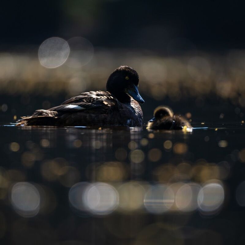 нырок, хохлатая чернеть, утенок, птицы, контражур  фото превью