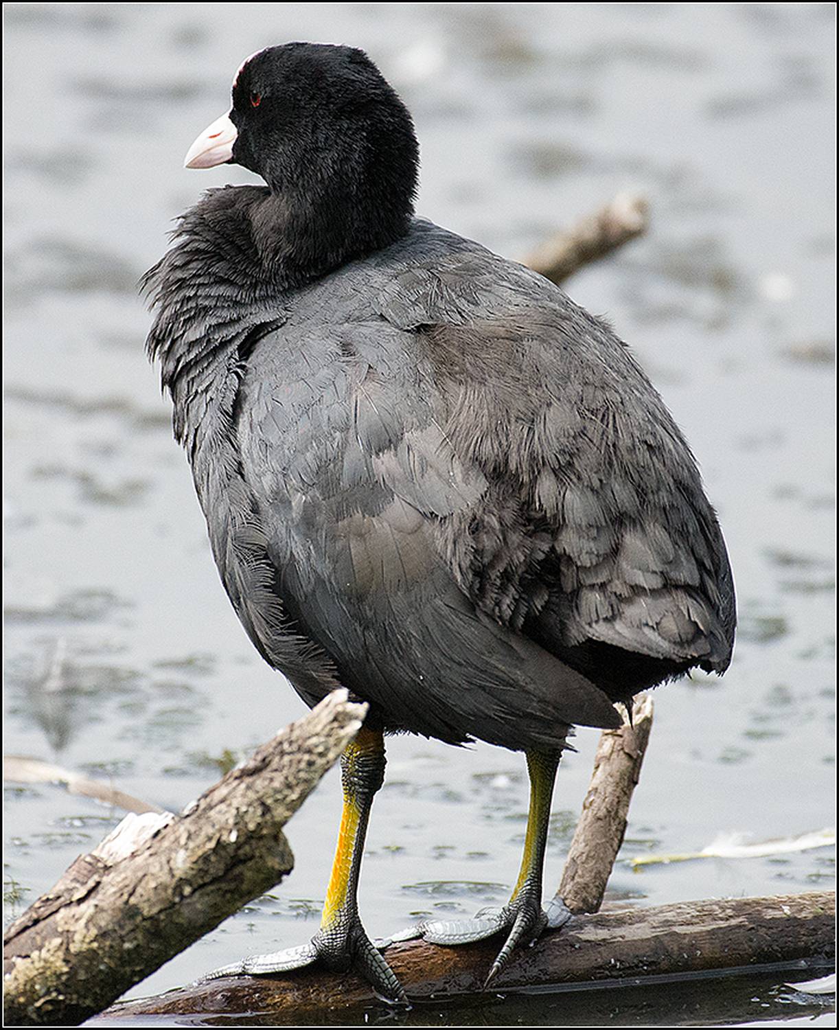москва, июль, парк, лысуха, птица, АНАТОЛИЙ ДОВЫДЕНКО