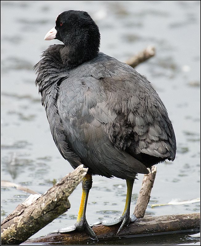 москва, июль, парк, лысуха, птица ***** фото превью