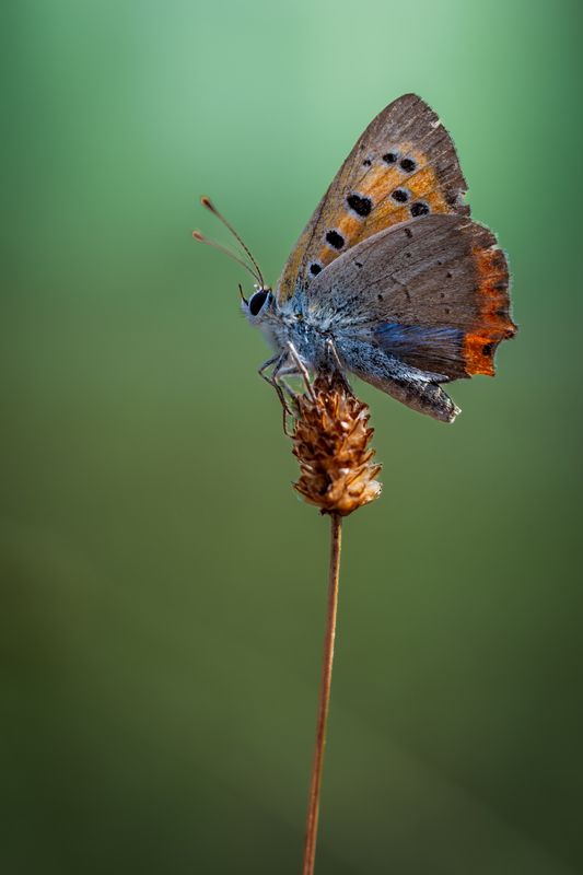 Butterfly фото превью