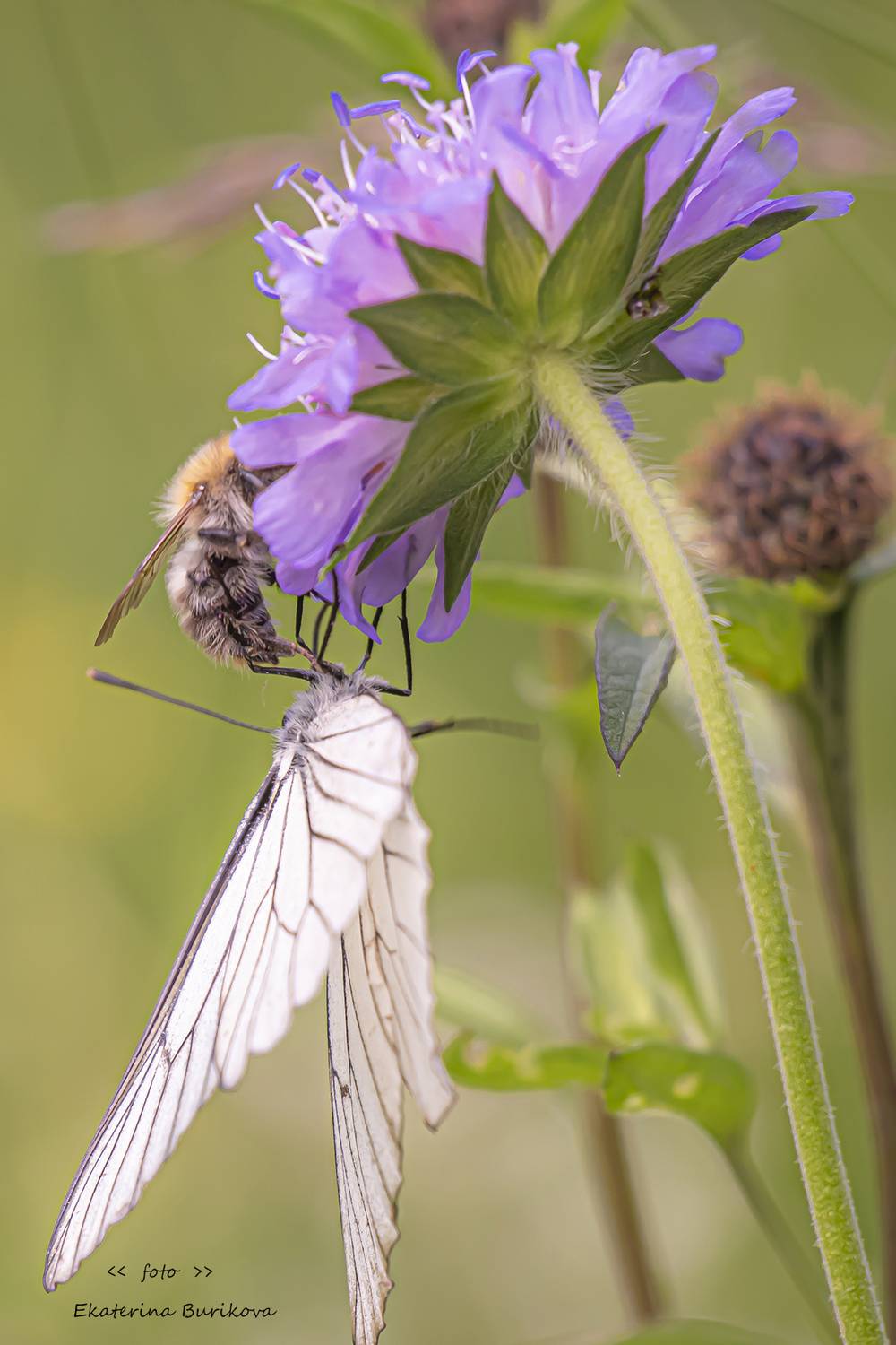 , Бурикова Екатерина