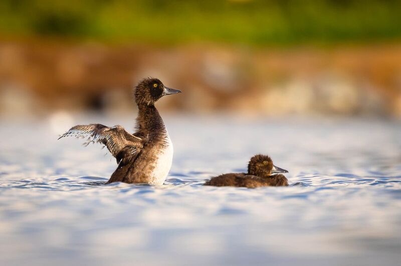 Potápka chocholatá junior фото превью