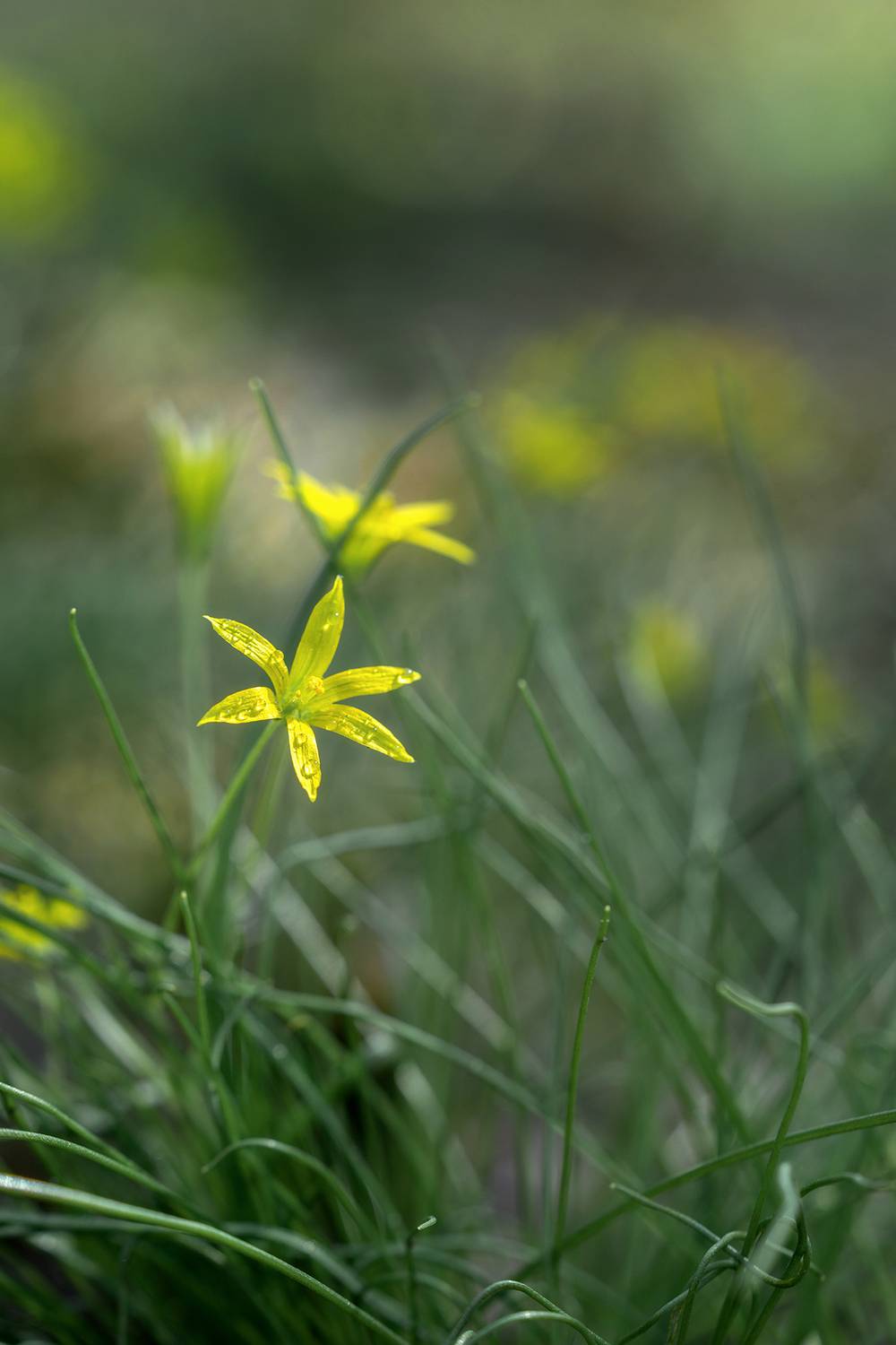 цветы, макро, природа, гусиный лук, первоцвет, Людмила Завьялова