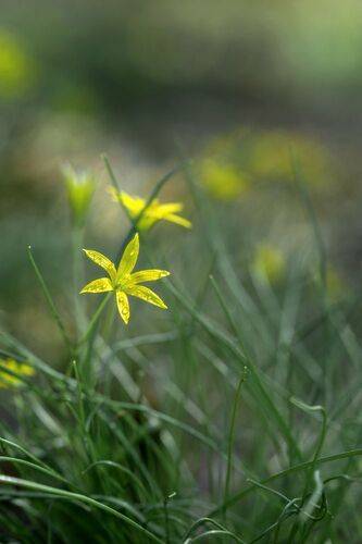 Гусиный лук