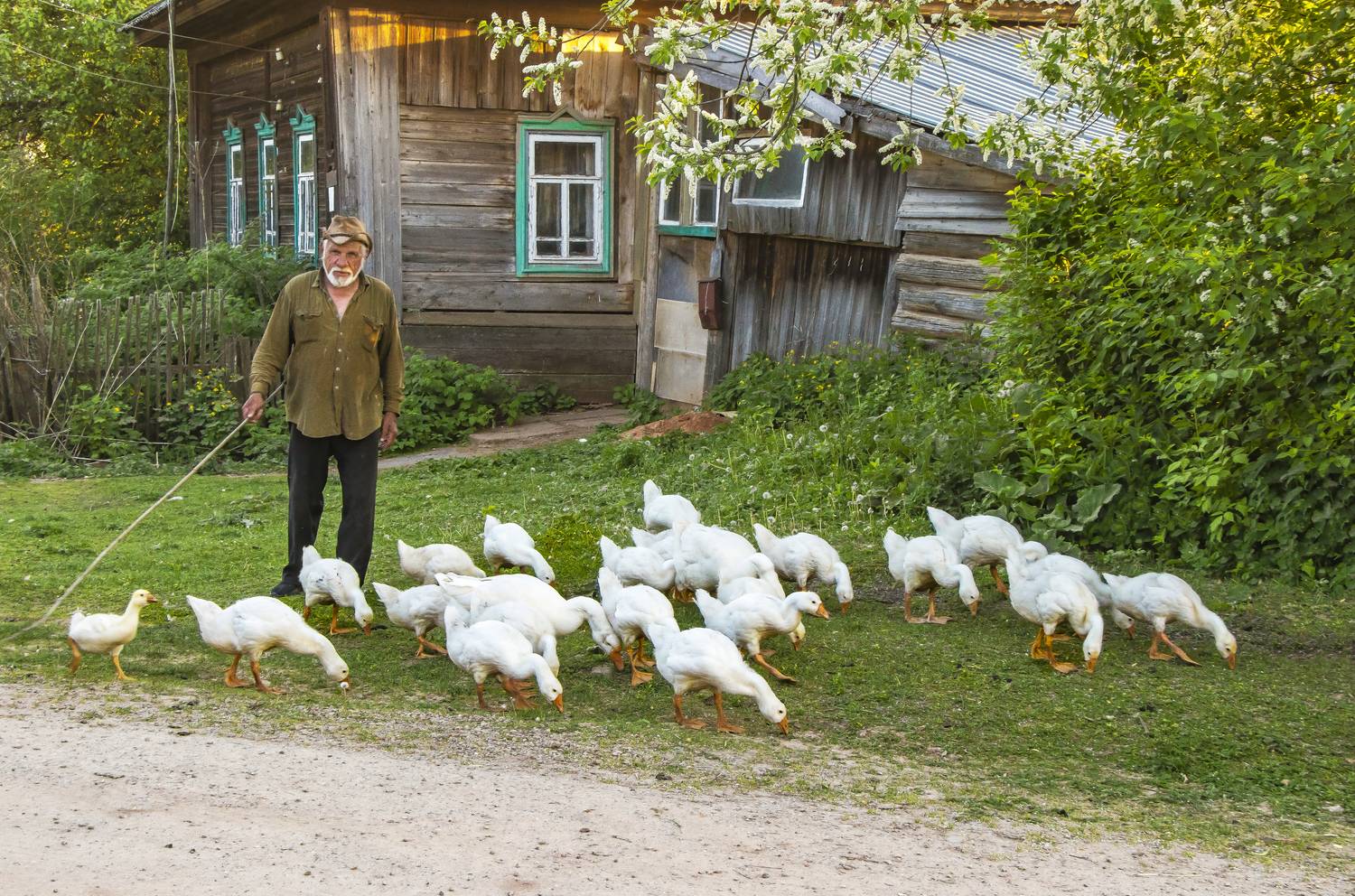 Село Кстинино, гуси, Кировская область, галина новинская