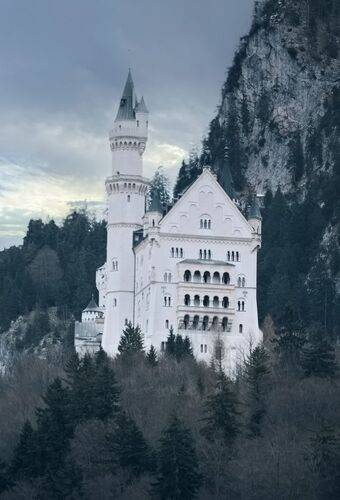 Январский лебедь