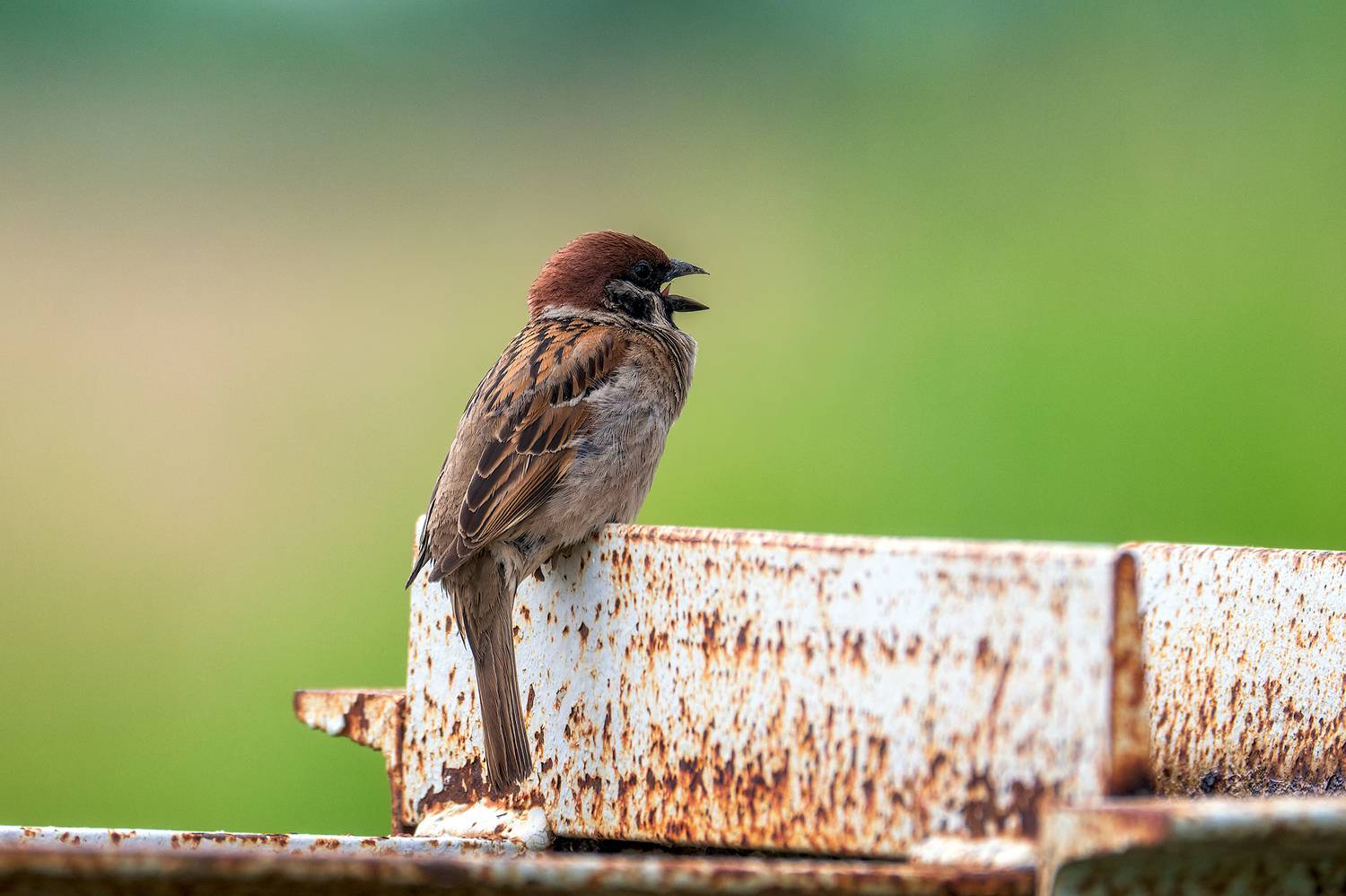 пермский край, птицы, воробей, полевой воробей  ,фотоохота, Кузнецов Кирилл