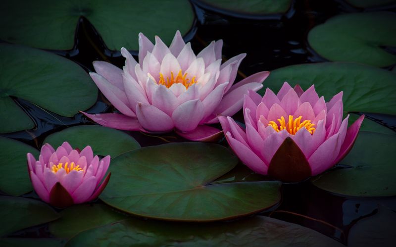 Розовые нимфеи. фото превью