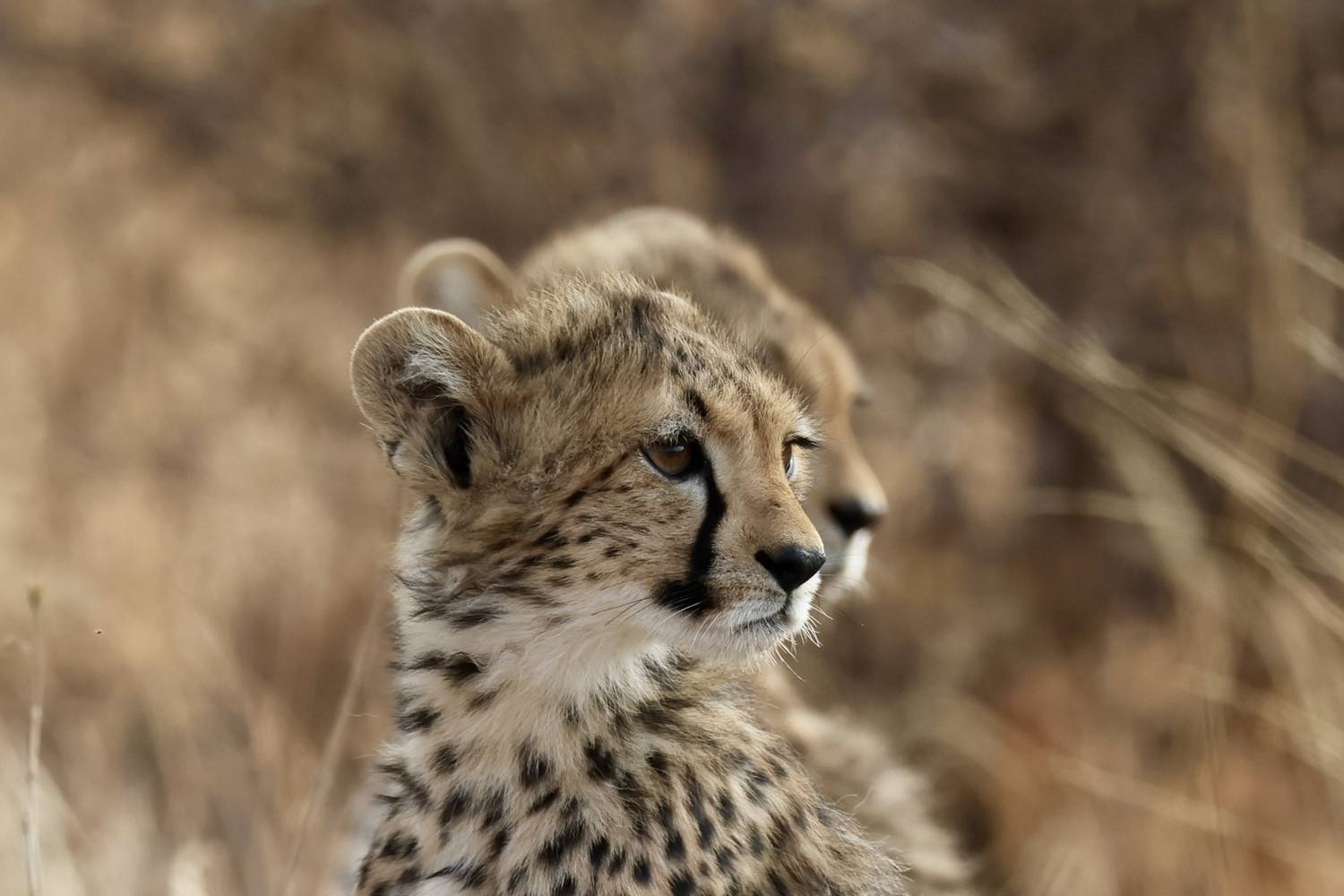 , Голубков Леонид