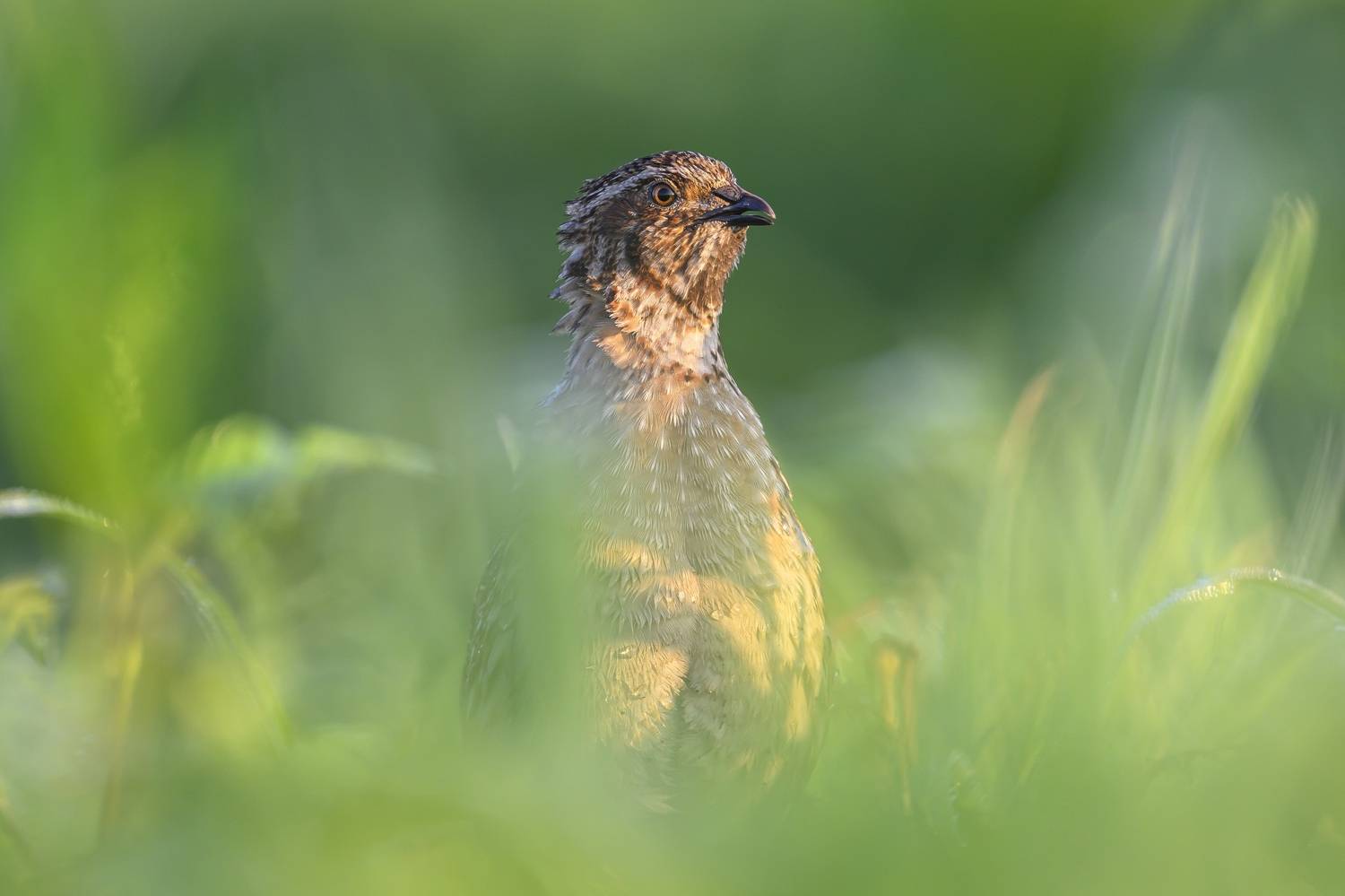 , Пупонин Сергей