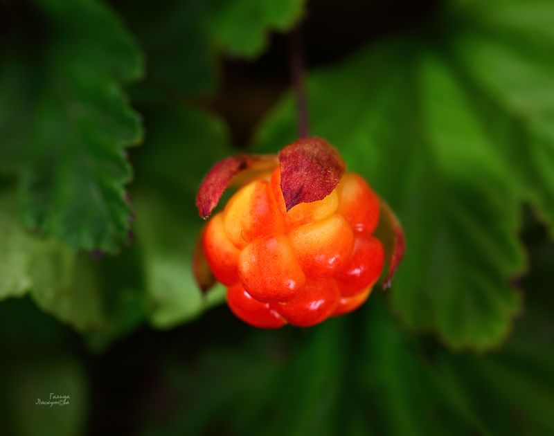 морошка, ягода, тундра, растение севера Красавица тундры фото превью