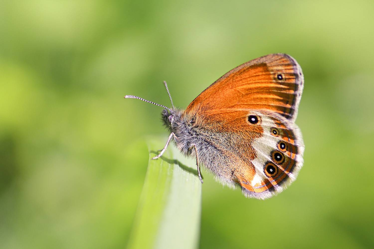 бабочка, сенница аркания, coenonympha arcania, КарОл