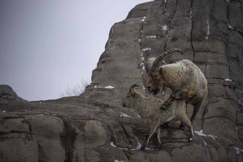 West Caucasian tur фото превью