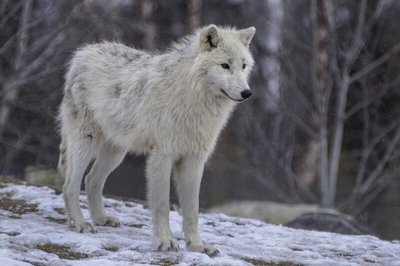 Arctic wolf фото превью